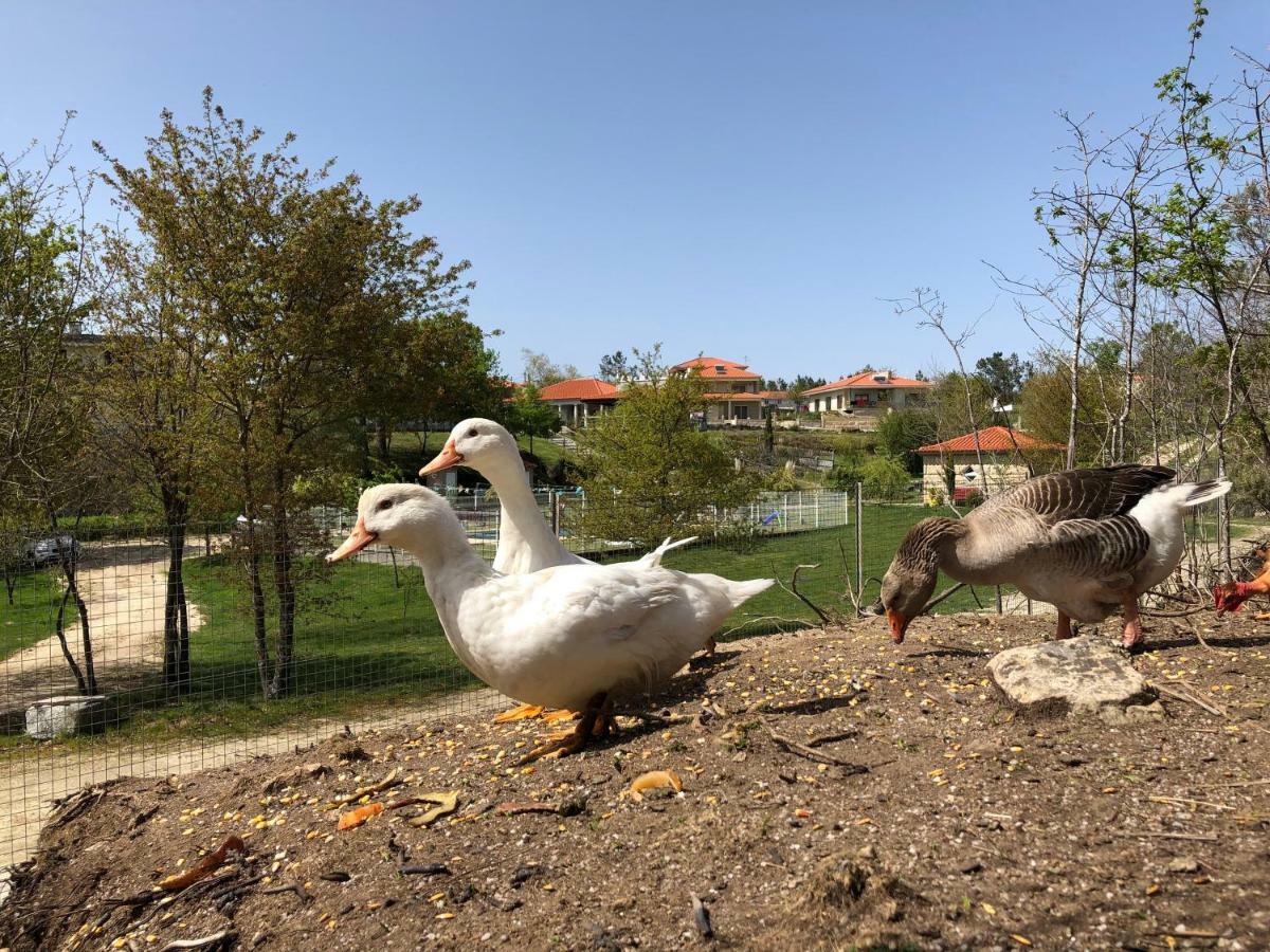 Casa Da Quinta Da Prelada Simao Partie Basse Villa Celorico De Basto Luaran gambar